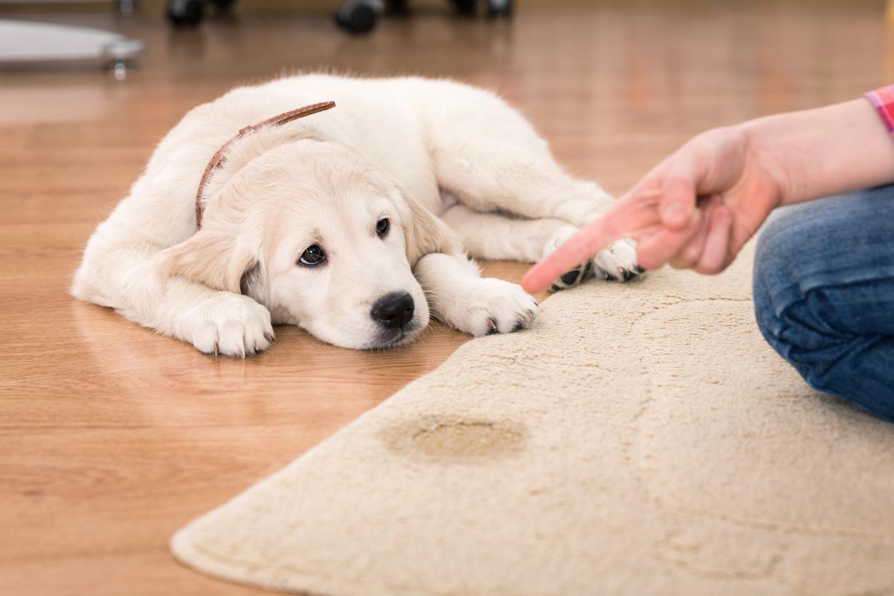Istock 529456581